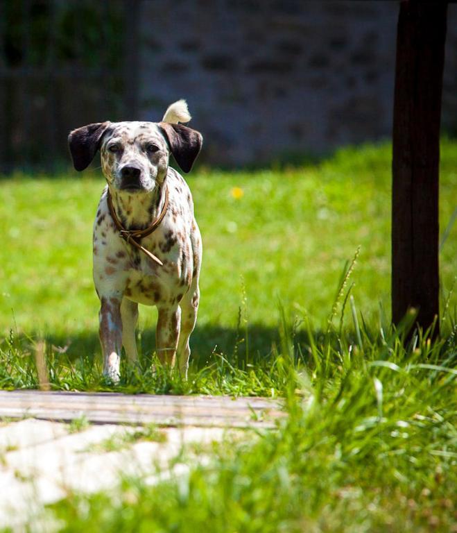 Agriturismo Casteldelpiano Licciana Nardi ภายนอก รูปภาพ